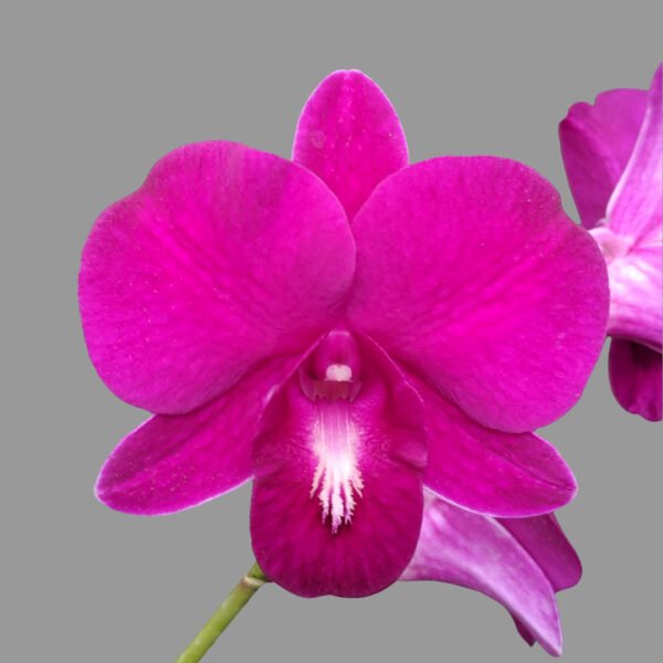 Dendrobium Airy Red Dragon