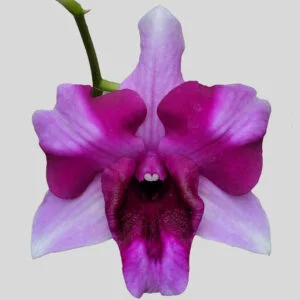 Dendrobium Alien 395