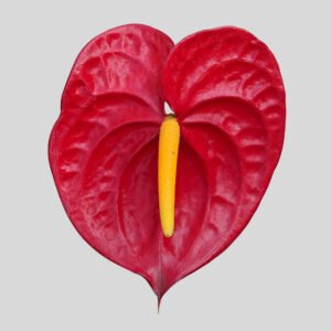 Red Anthurium