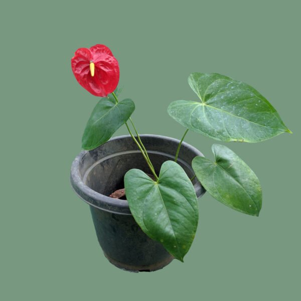 Red Anthurium Flowering Plant