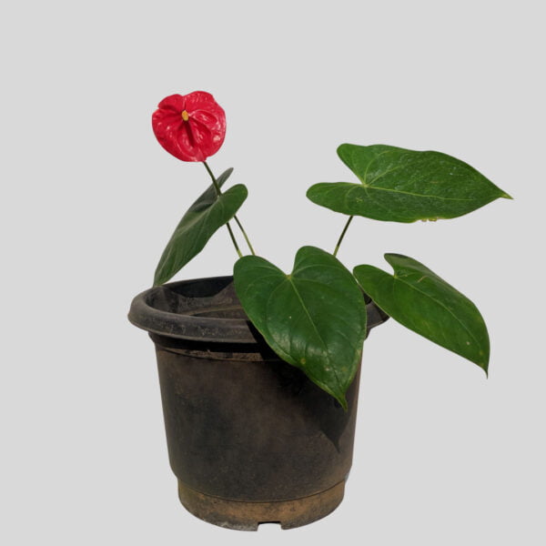 Red Anthurium Flowering Plant