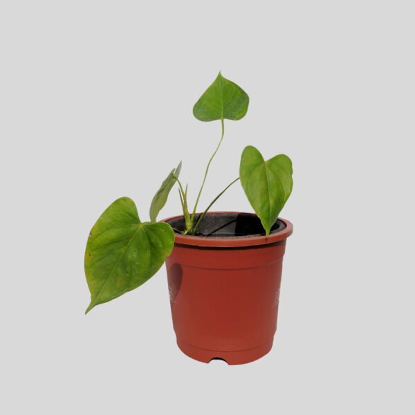 Red Anthurium Seedling