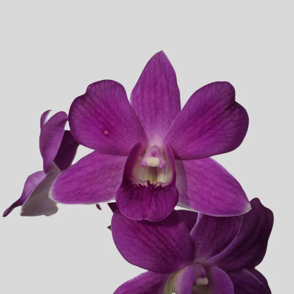 Dendrobium Blue-Sapphire-x-Blue-Angel