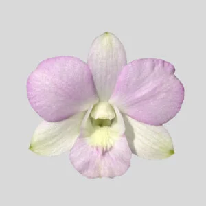 Dendrobium Blue Star Two Tone