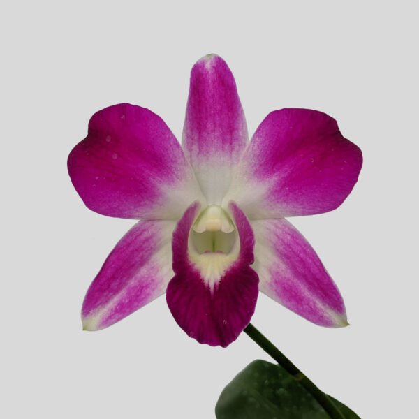 Dendrobium Earsakul Orchid at Eden Gardens Ollur