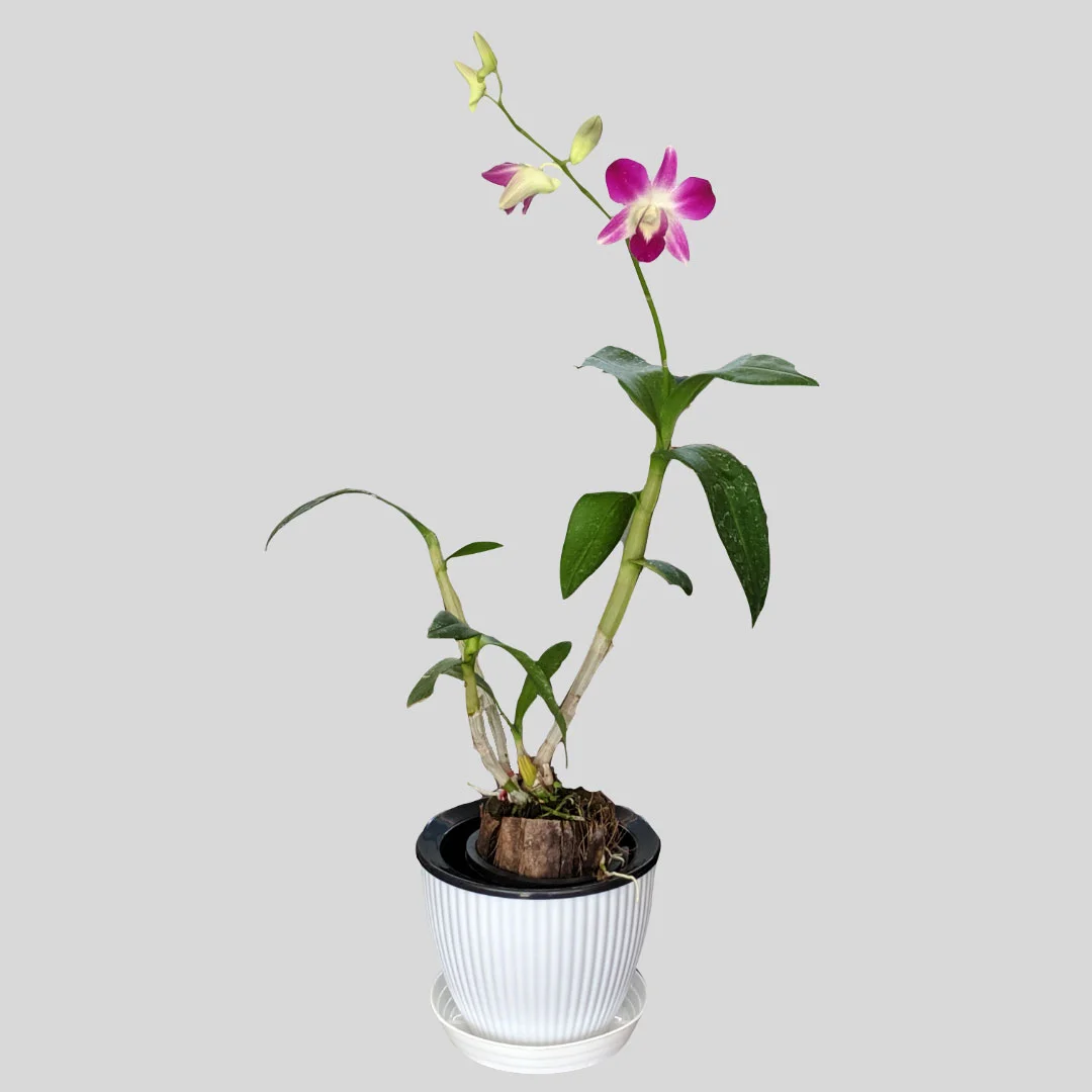 Dendrobium Earsakul Orchid at Eden Gardens Ollur