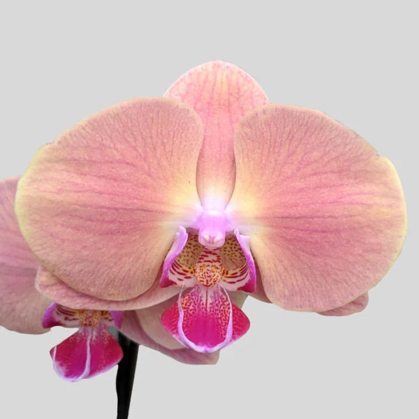 Phalaenopsis Orchid