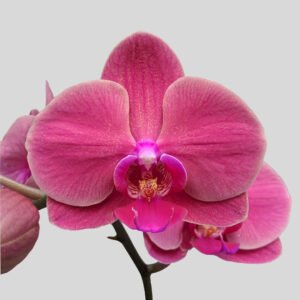 Phalaenopsis Orchid