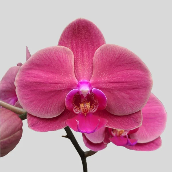 Phalaenopsis Orchid