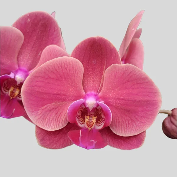 Phalaenopsis Orchid