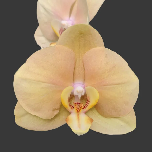 Phalaenopsis Orchid