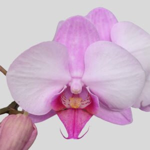 Phalaenopsis Pink Wedding