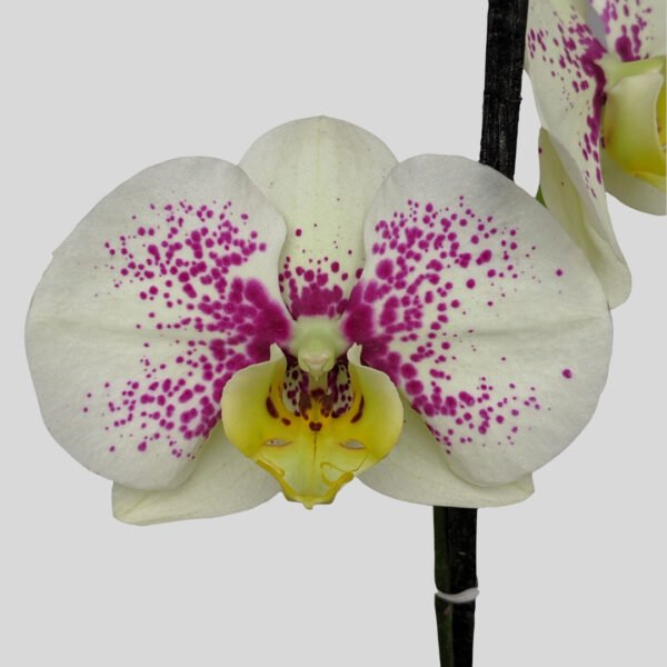 Phalaenopsis Orchid at Eden Gardens Ollur