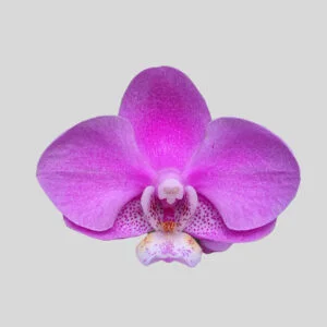 Phalaenopsis Orchid