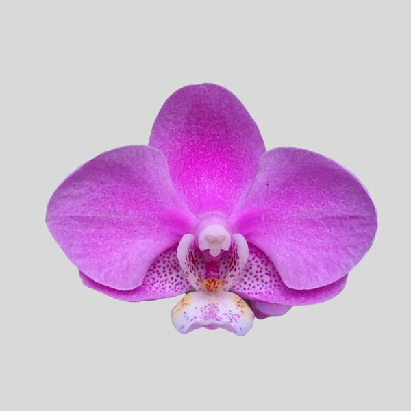 Phalaenopsis Orchid