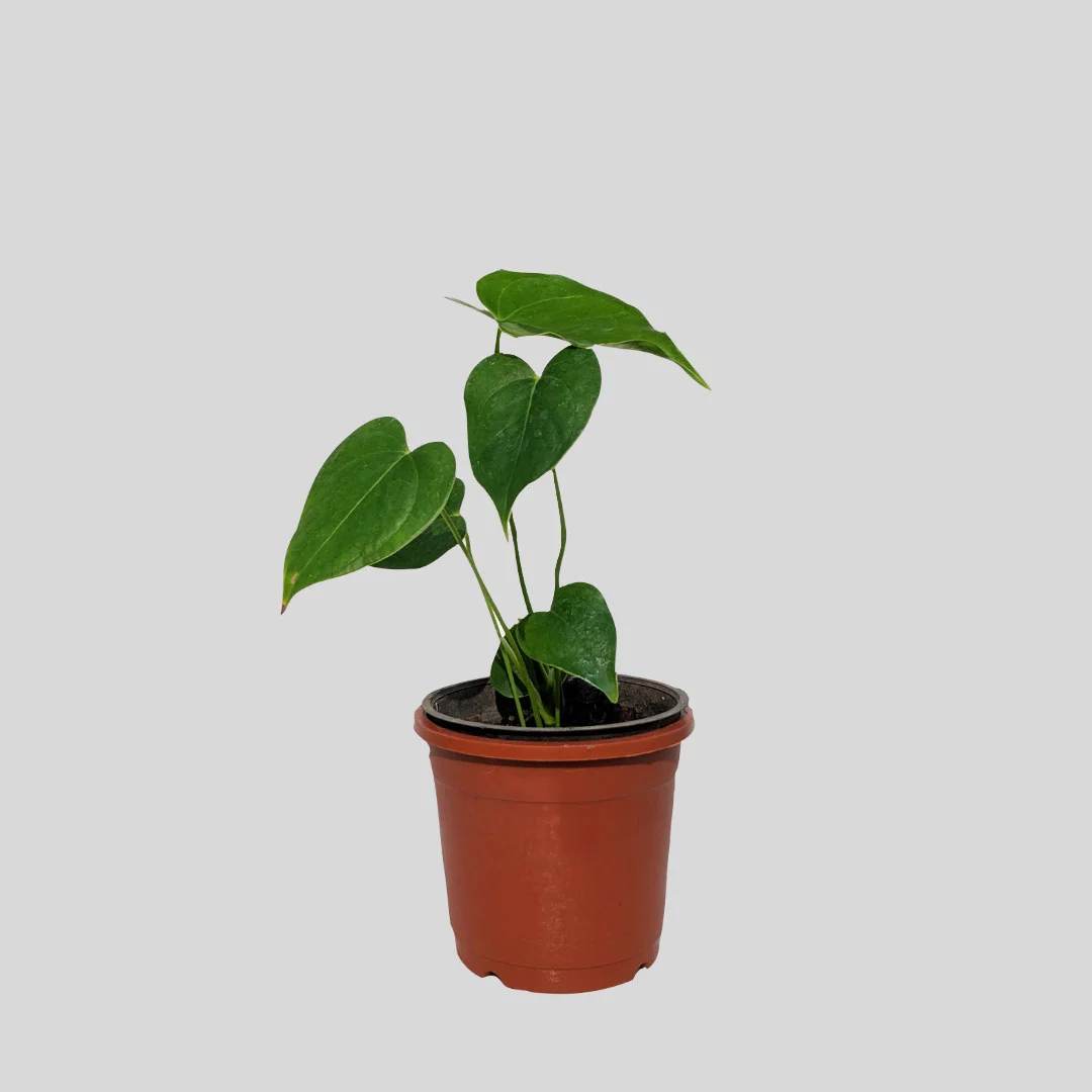 Anthurium Midori Seedling