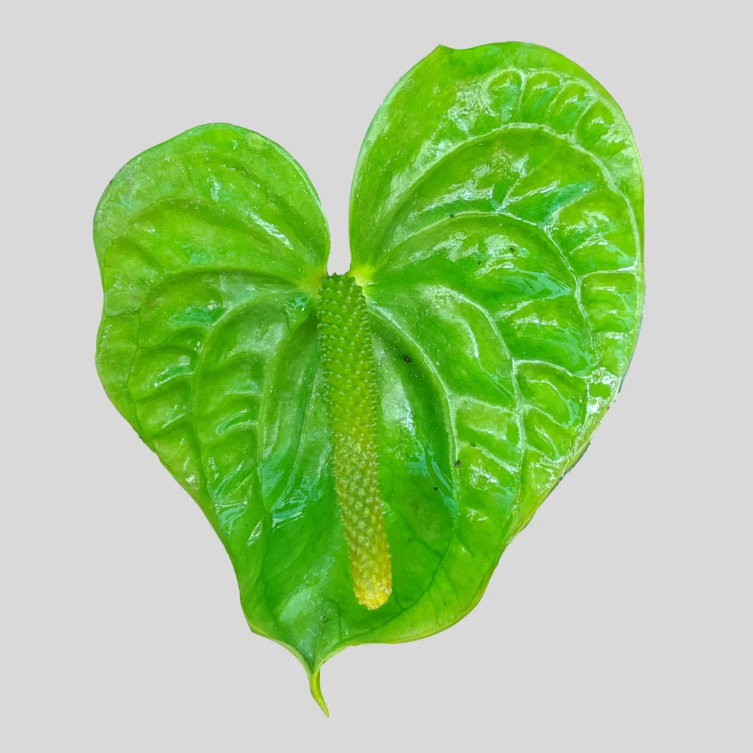 Anthurium Midori