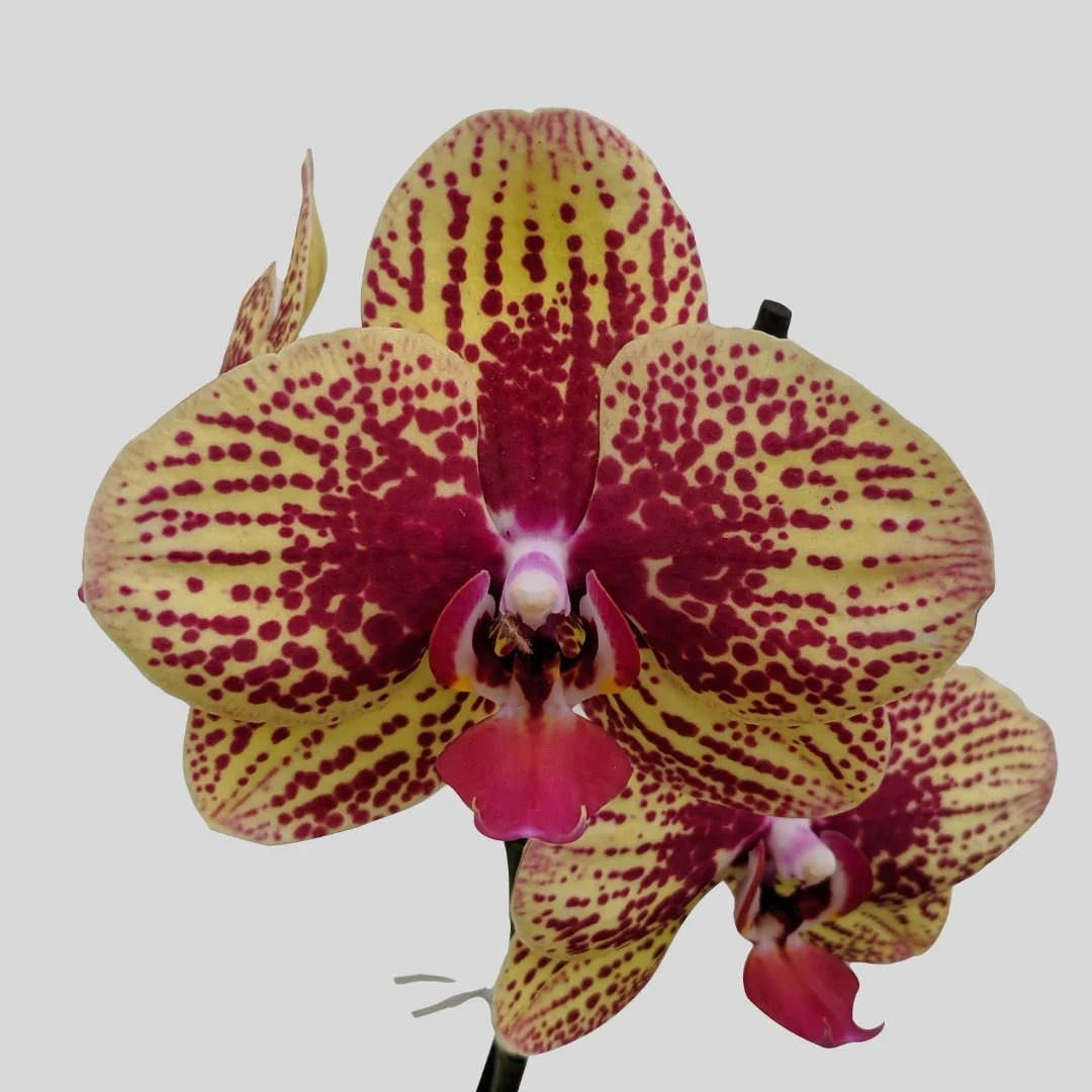 Phalaenopsis Orchid at Eden Gardens Ollur