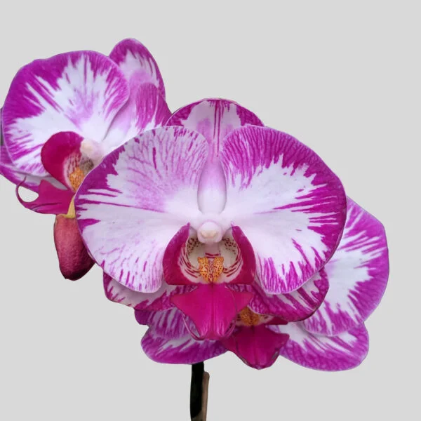 Phalaenopsis Orchid