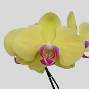 Phalaenopsis Orchid at Eden Gardens Ollur