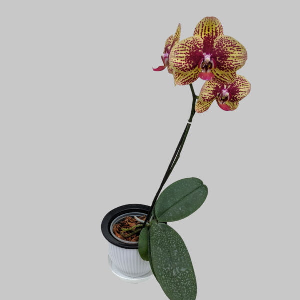 Phalaenopsis Orchid at Eden Gardens Ollur
