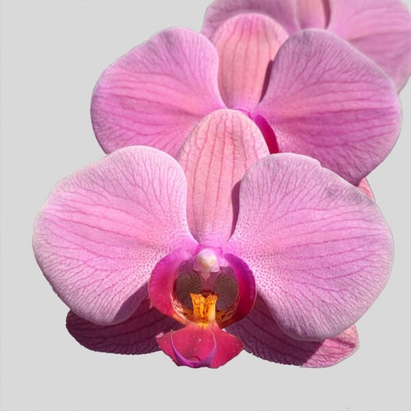 Phalaenopsis Orchid