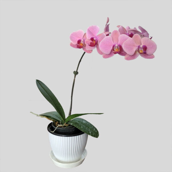 Phalaenopsis Orchid