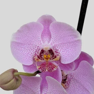 Phalaenopsis Orchid at Eden Gardens Ollur
