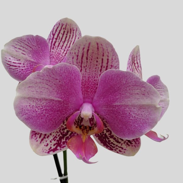 Phalaenopsis Orchid at Eden Gardens Ollur