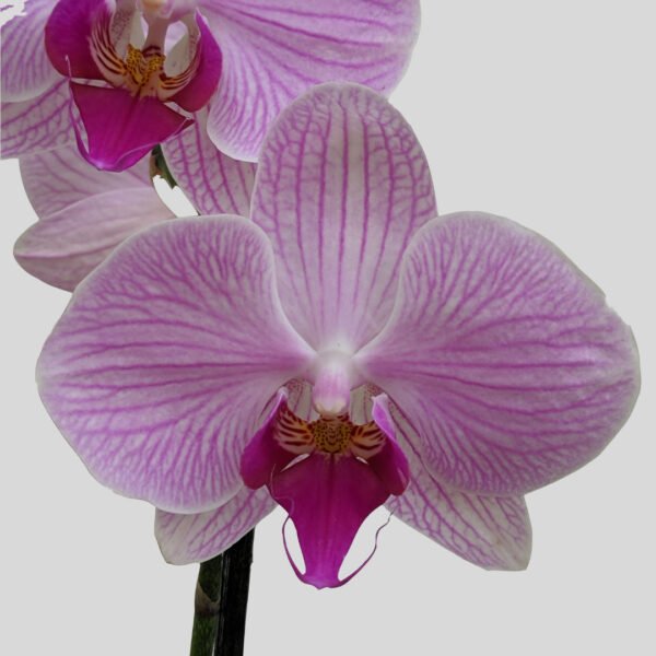 Phalaenopsis Orchid at Eden Gardens Ollur