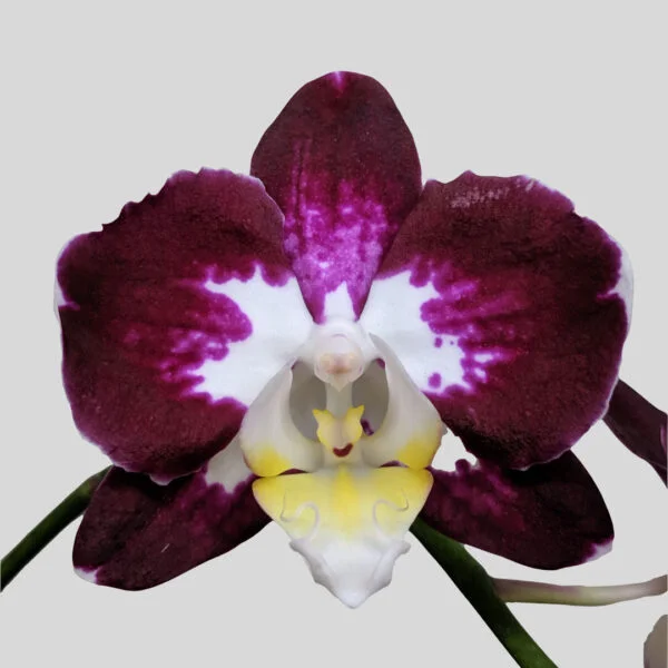 Phalaenopsis Orchid at Eden Gardens Ollur