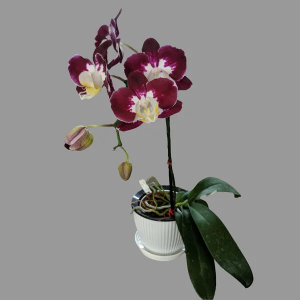 Phalaenopsis Orchid at Eden Gardens Ollur