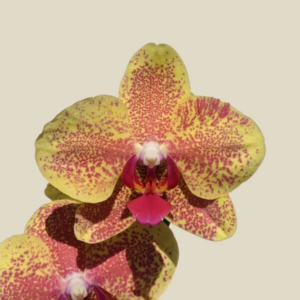 Phalaenopsis Orchid