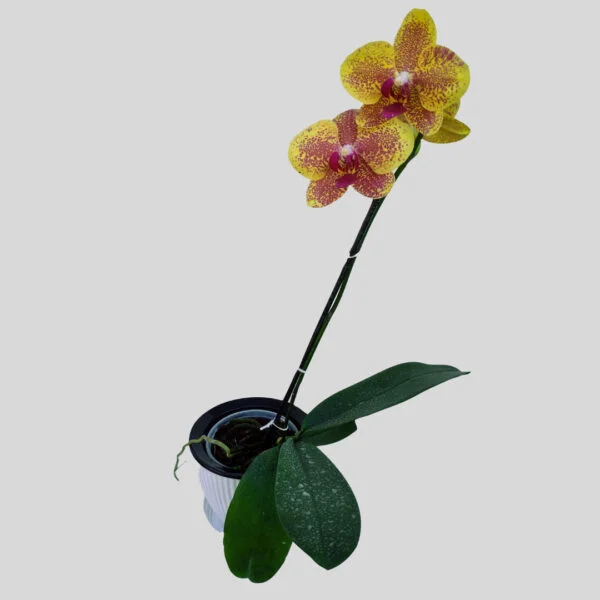 Phalaenopsis Orchid