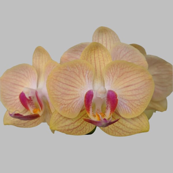 Phalaenopsis Orchid at Eden Gardens Ollur