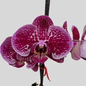 Phalaenopsis Orchid at Eden Gardens Ollur