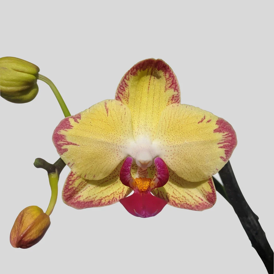 Phalaenopsis Orchid
