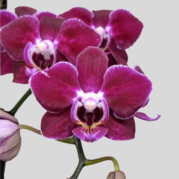 Phalaenopsis Orchid at Eden Gardens Ollur