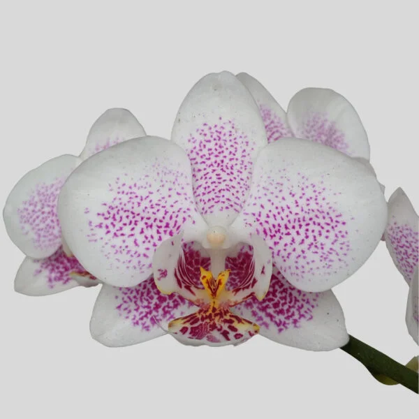 Phalaenopsis Orchid at Eden Gardens Ollur