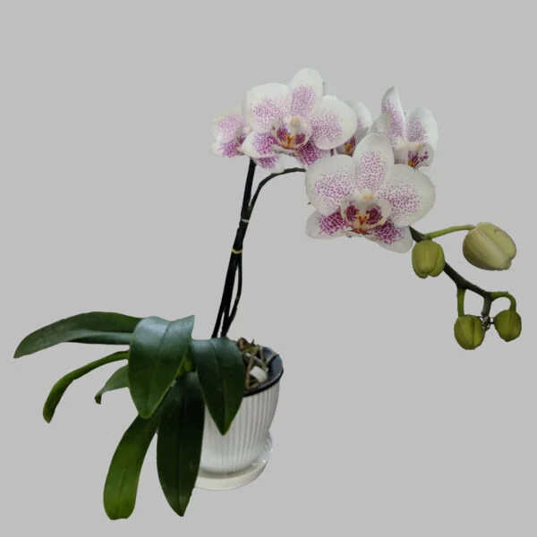 Phalaenopsis Orchid at Eden Gardens Ollur