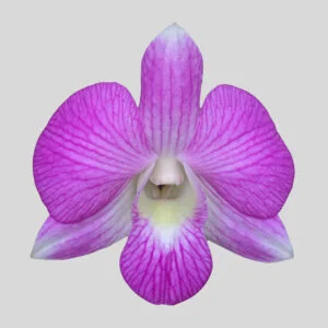 Dendrobium Pink 288