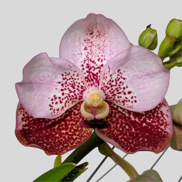 Vanda Orchid at Eden Gardens Ollur