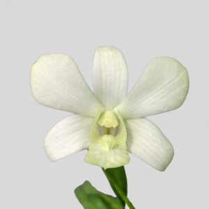 Dendrobium Shavin White