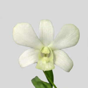 Dendrobium Shavin White