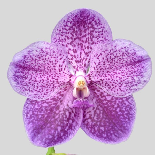 Vanda Vittawan Blue