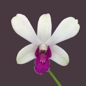 Dendrobium Woon Leng