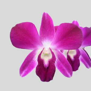 Deang Udon Dendrobium