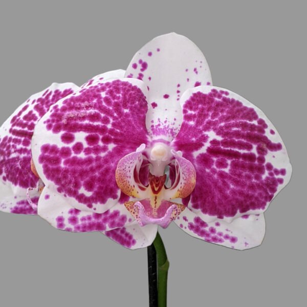 Phalaenopsis Orchid