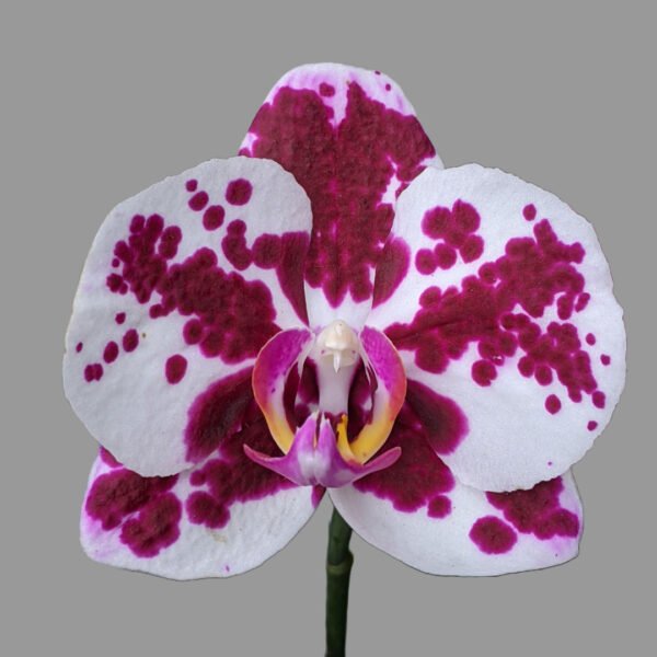 Phalaenopsis Orchid