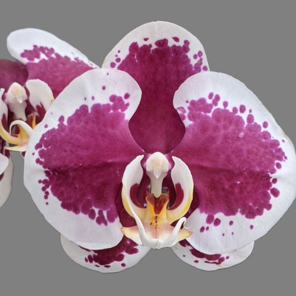 Phalaenopsis Orchid